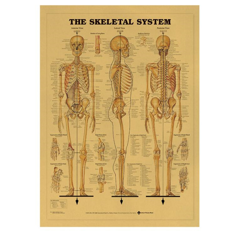 Vintage The Skeletal System Me - Star Map Poster ulasan dan harga