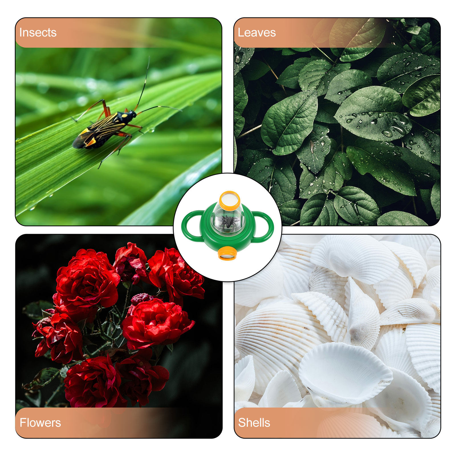 2Pcs Green Insect Observation  - Science Toys ulasan dan harga